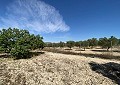 Villa in Salinas met privézwembad en land met olijfbomen in Spanish Fincas