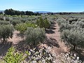 Villa with beautiful views in Caudete in Spanish Fincas