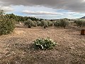 Villa met 3 slaapkamers, groot zwembad en loopafstand van de stad in Spanish Fincas