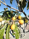 Villa avec des vues incroyables dans un petit village à quelques minutes de Pinoso in Spanish Fincas