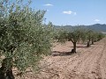 Maison de campagne rénovée à 4 km de Yecla in Spanish Fincas