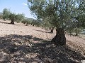 Maison de campagne rénovée à 4 km de Yecla in Spanish Fincas