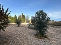 Belle maison de campagne avec terrain de padel pleine grandeur in Spanish Fincas