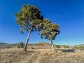 Immense maison à la campagne avec parcelles à Pinoso in Spanish Fincas