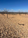 Grand terrain à vendre près de Pinoso in Spanish Fincas