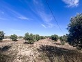 Maison de campagne avec piscine et maison d'hôtes entre Sax et Salinas in Spanish Fincas